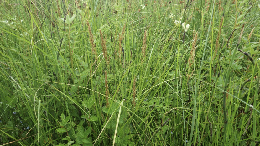 Calamagrostis scotica brown heads in fen meadow