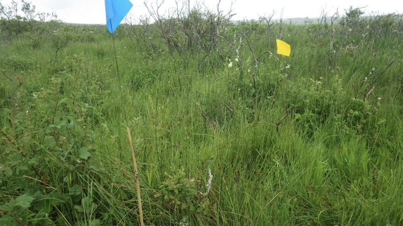 Mixed fen habitat showing moribund willow scrub