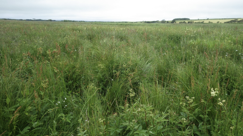 Tall Carex nigra tussocks with abundant Calamagrostis scotica