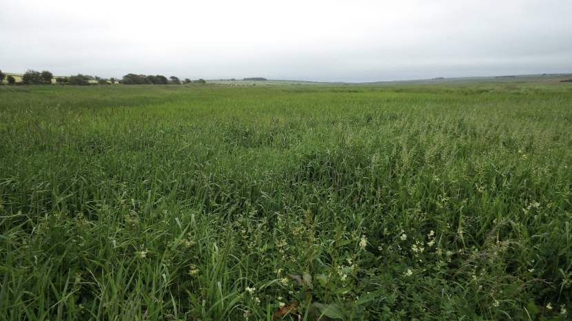 View south with meadowsweet and Phalaris