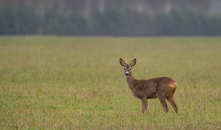 deer