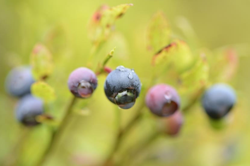 Blaeberries (Vaccinium myrtillus) growing at Creag Meagaidh National Nature Reserve