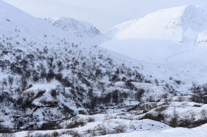 Native Birch woodland in winter, Coire Ardair, Creag Meagaidh NNR.