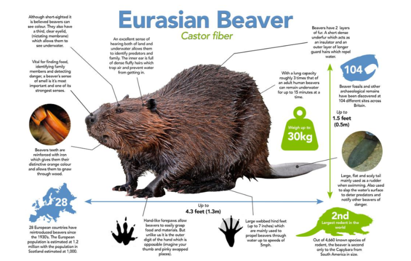 Beaver poster