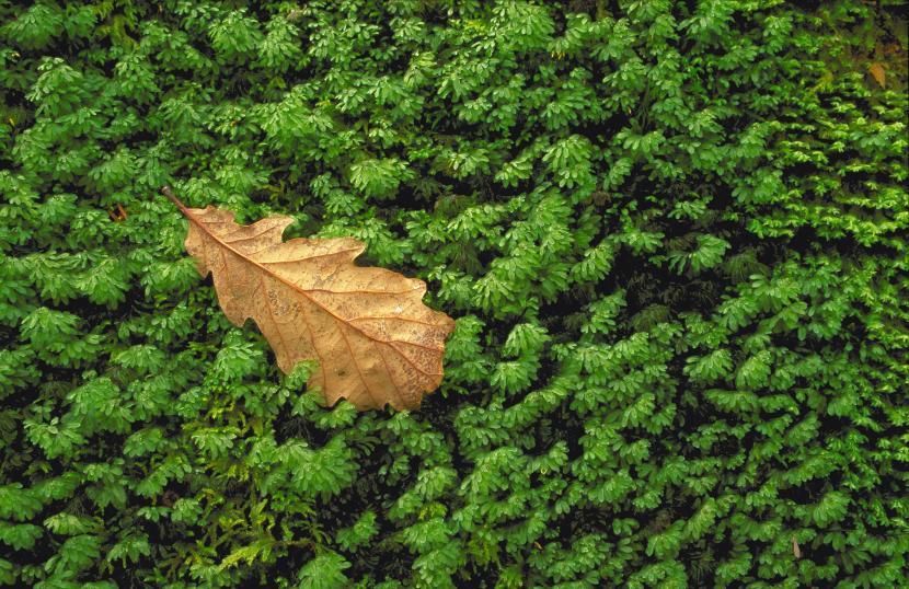 Fallen oak leaf and Wilson's Filmy Fern (Hymenophyllum wilsonii) growing on a boulder at Ariundle NNR. ©Lorne Gill.