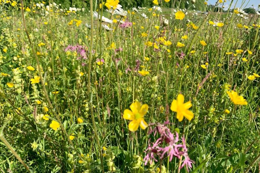 Fernbrae Meadows - Wildflower Meadow 