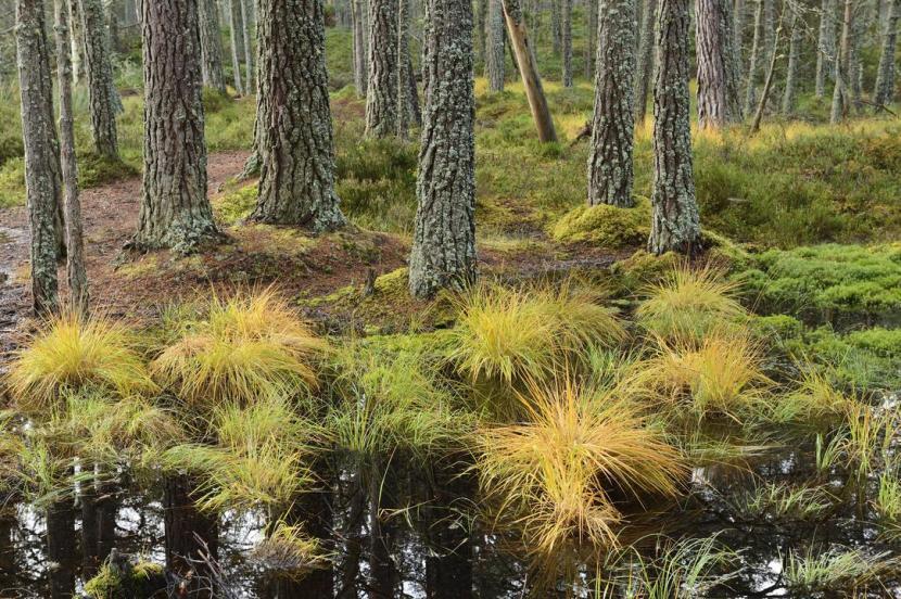 Native Scots pine woodland at Abernethy NNR