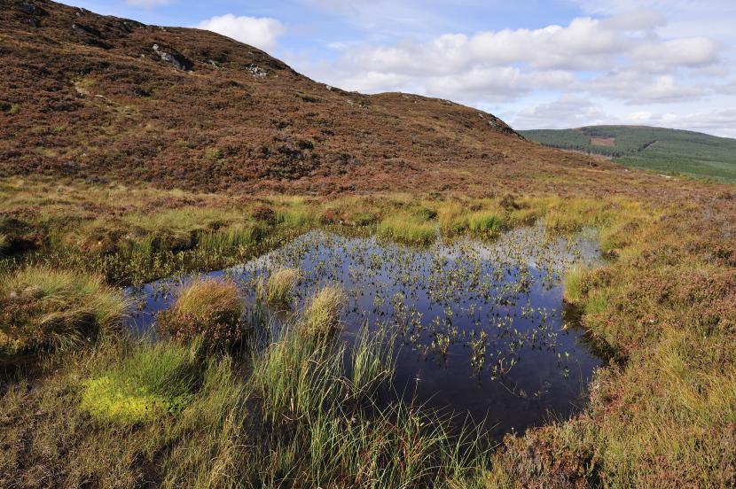 Bog pool at Craigellachie National Nature Reserve