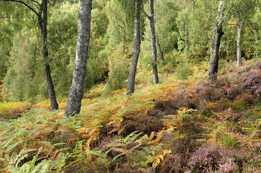  Heather, bracken amd silver birch trees, Craigellachie National Nature Reserve
