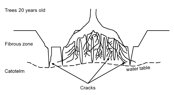 Illustration of the indicative position of the water table in a peatland following afforestation.