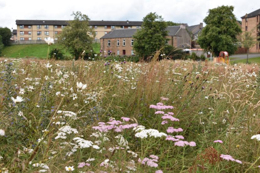 Wildflower meadow with housing in the background.