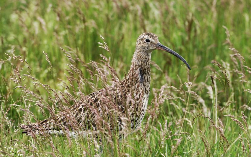 Bird standing in field