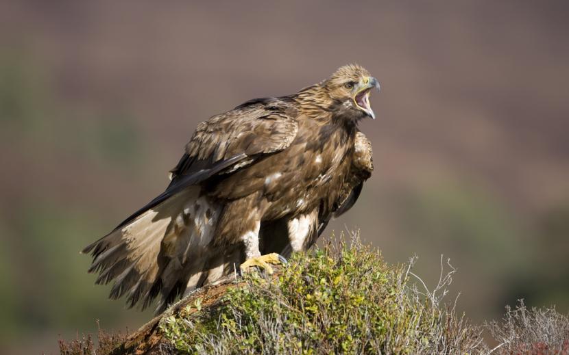 Golden Eagle sitting on top of a rock on heather