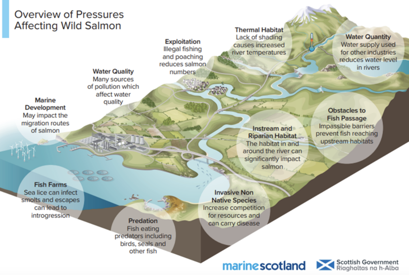 Diagram showing pressures affecting wild salmon in Scotland.
