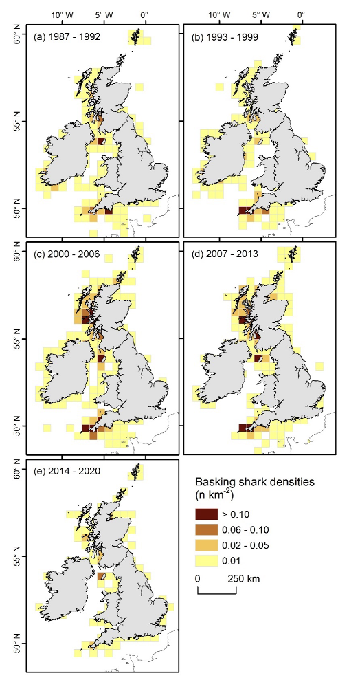 Maps showing density of basking shark sightings for UK and Irish waters in five periods across the time series. 