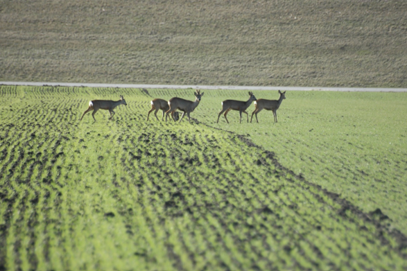 Roe Deer standing in a field 
