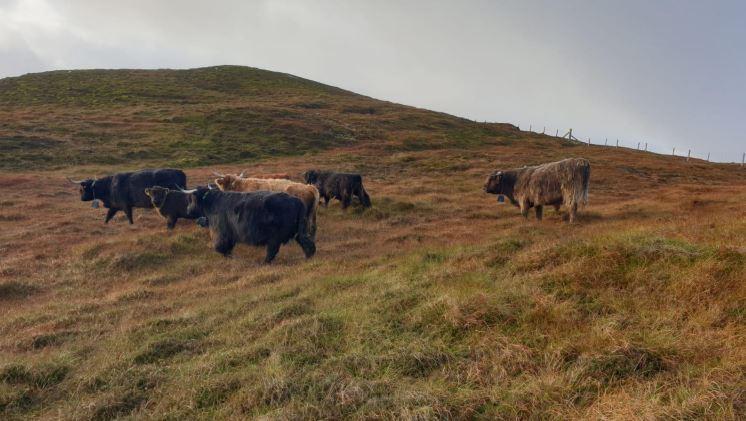 Case study - Cattle with nofence collars in field. © Magnie Johnson