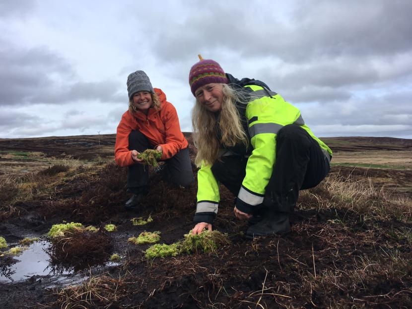 Project Officer and Volunteer clump planting sphagnum moss, Lochend Shetland