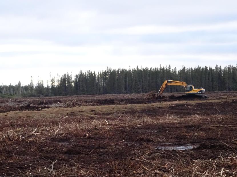 An excavator carrying out ground smoothing operations. The furrows are flattened, and tree stumps flipped and buried - with the aim of raising the water table and creating conditions where peat forming sphagnum mosses and other key bog plants recolonise the bog.