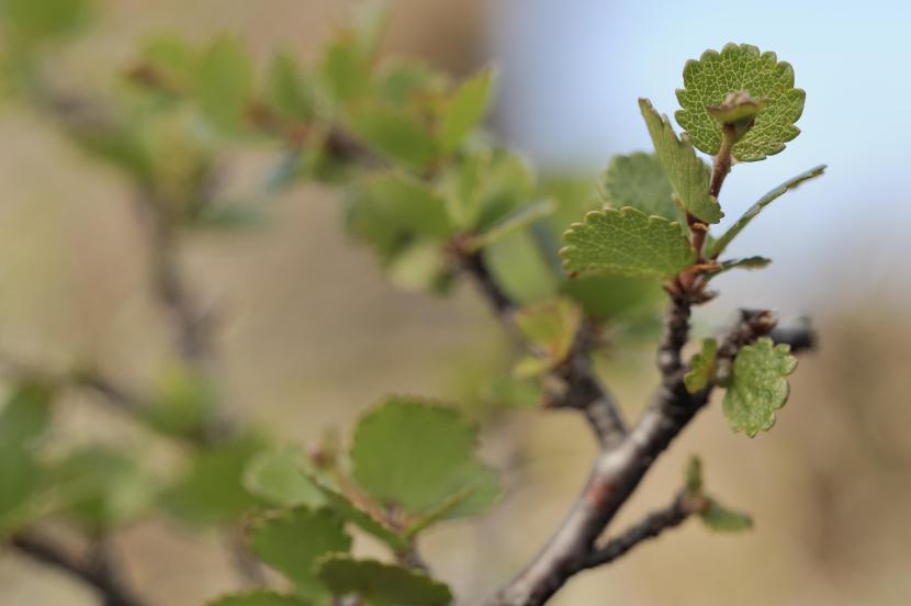 Dwarf birch - one of the species that will benefit from the peatland restoration. 