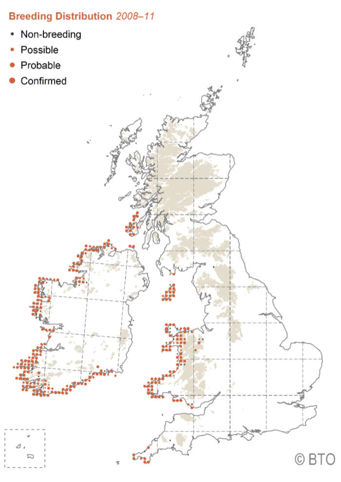 Map of the UK and Ireland showing distribution of breeding chough in the UK and Ireland 2008-11 