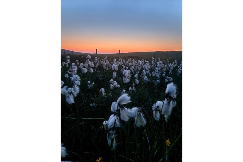 Bog cotton with the sun setting in the background.
