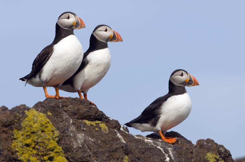 Puffins on the Isle of May NNR, sitting on rocks.