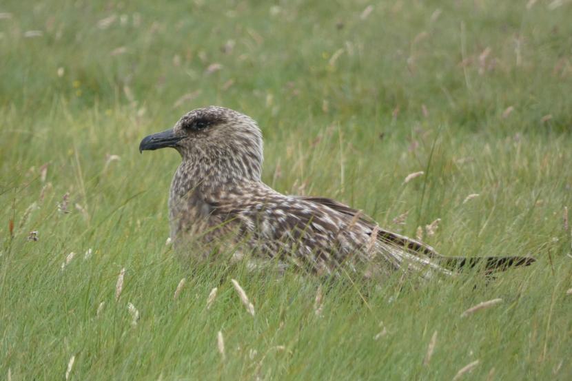 Bonxie in grassland.