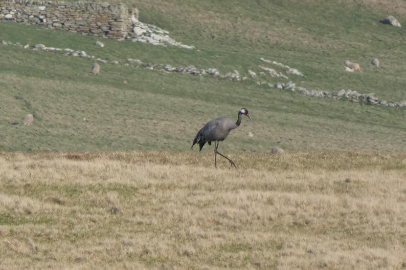 A common crane in a grass field with hill slope in the background.