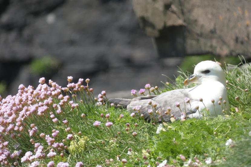 Fulmar sitting in thrift flowers