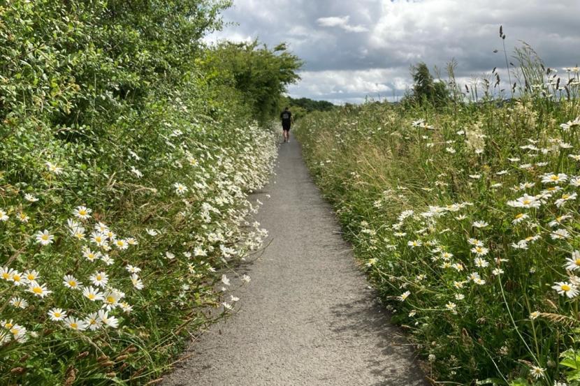 Man walking on footpath, with long wildflower beds on both sides.