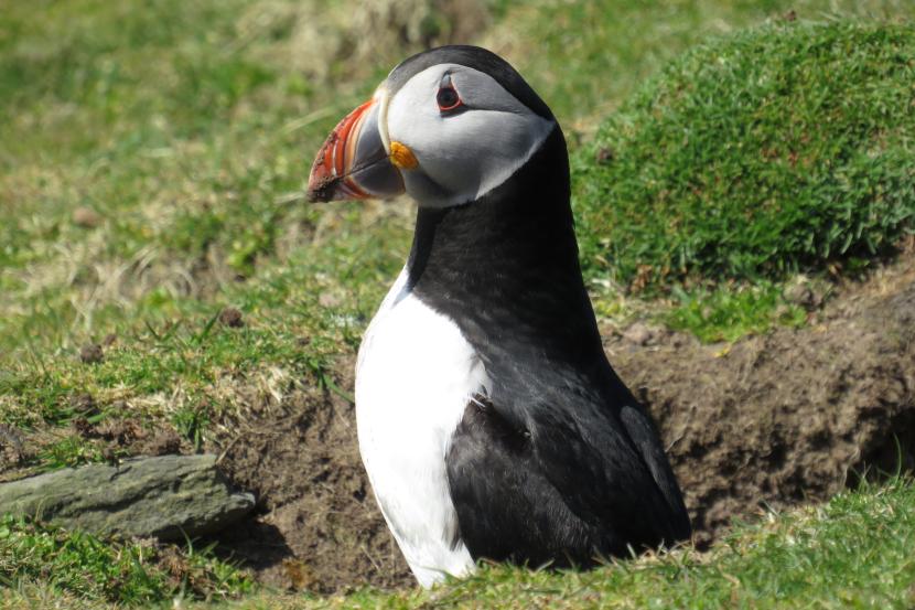 Puffin sitting in burrow