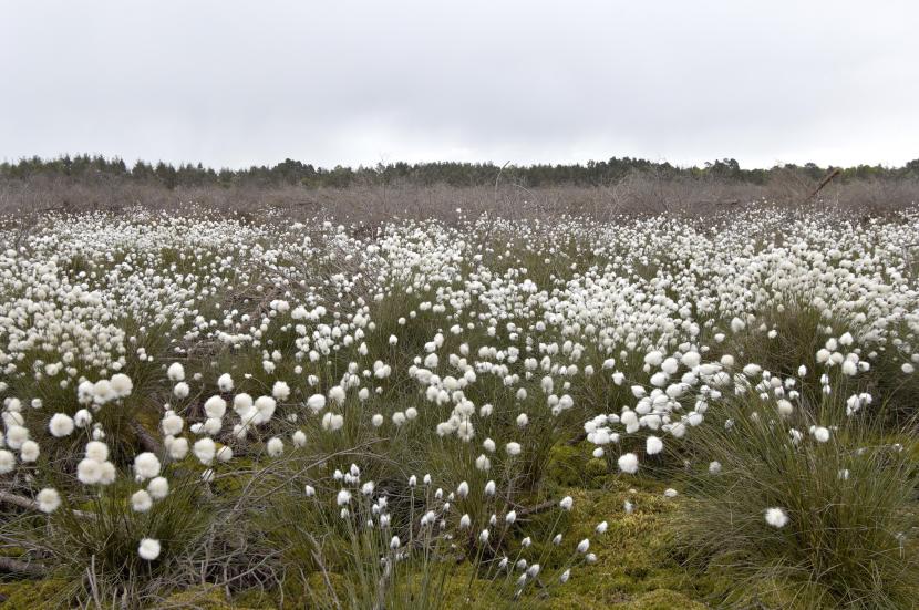 Foxtail cotton grass
