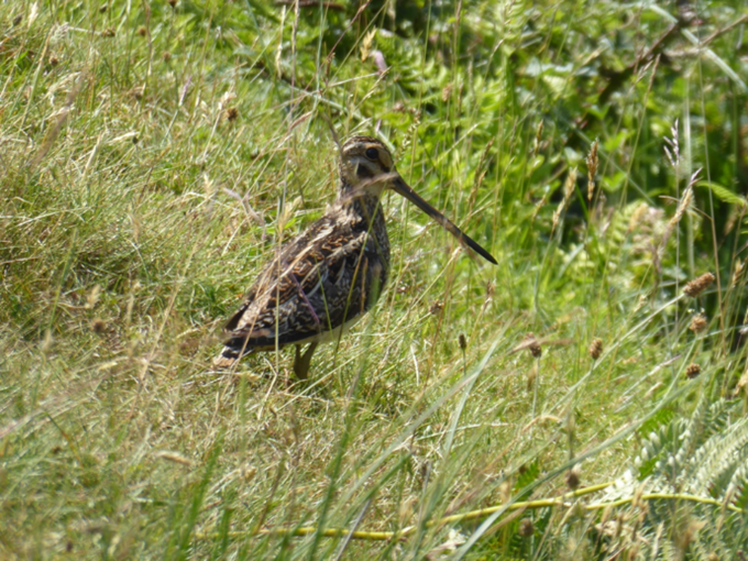 A snipe standing in some long grass.