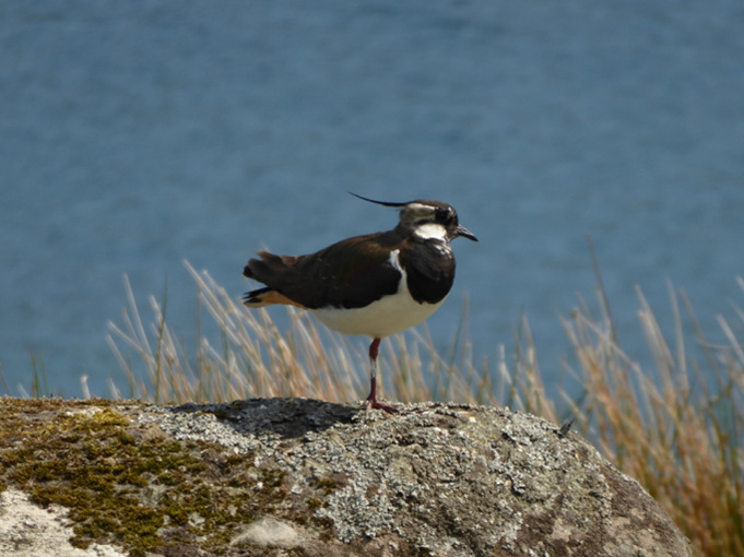 A lapwing siting on a rock.