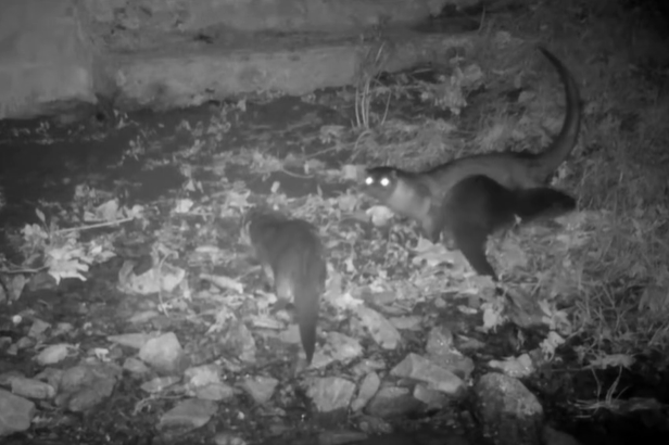 Camera trap image of 3 otters foraging for food in the darkness.