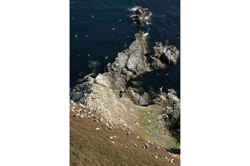 Aerial photo of a gannet colony on a very steep cliff edge, leading down to the sea.
