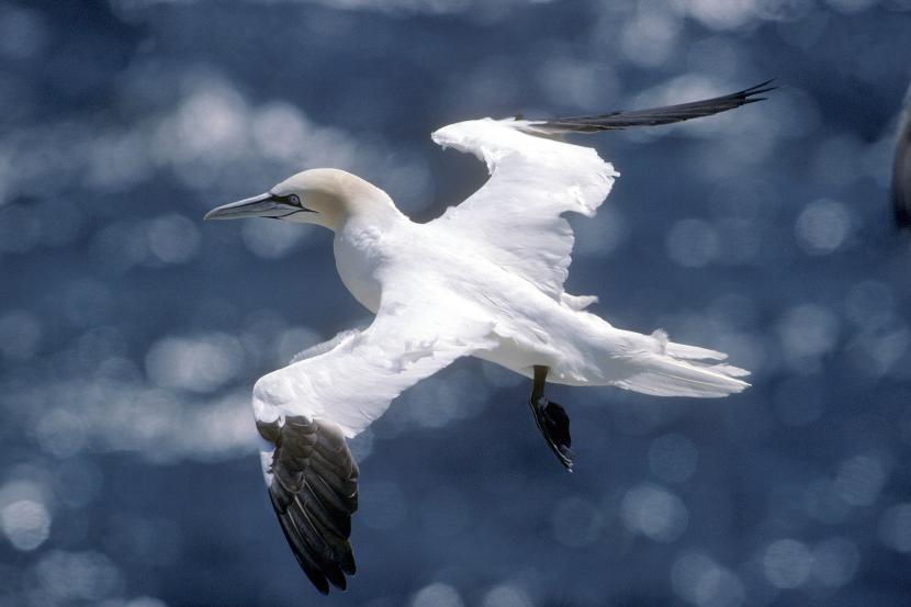 Gannet flying over the sea.