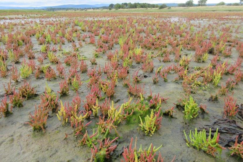 Glasswort plants growing on a mudflat, with trees in the distance.