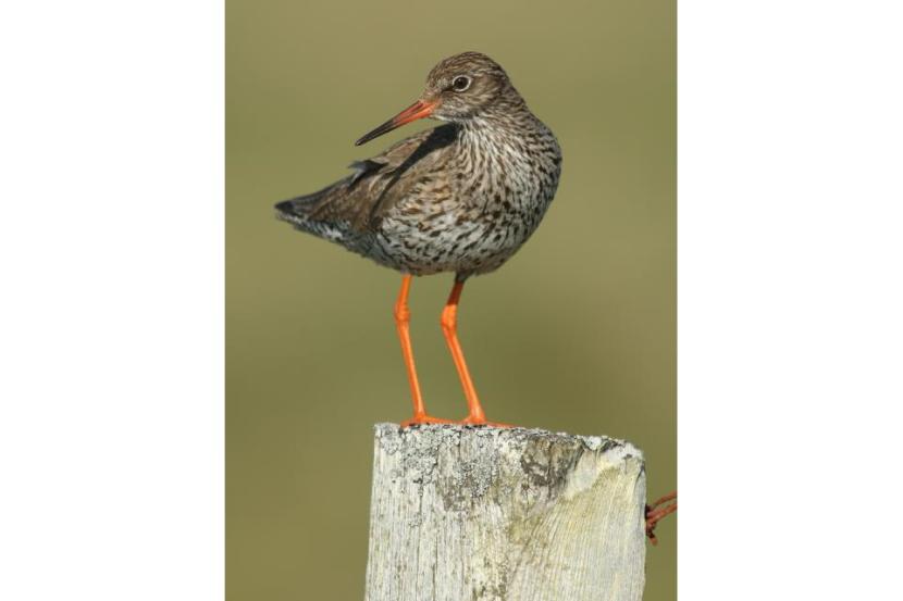 A Redshank standing on a fence post.