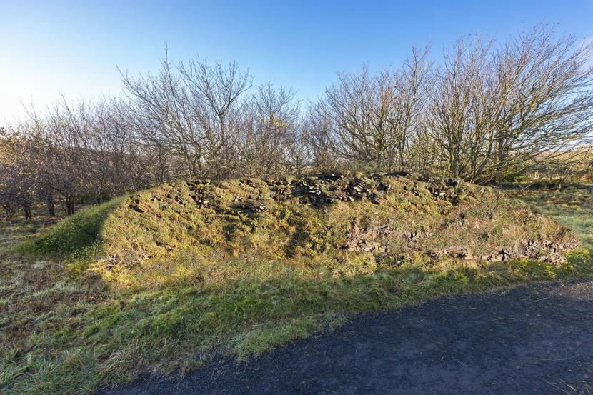 a mound covered in grasses and wildflowers, with tres behind.