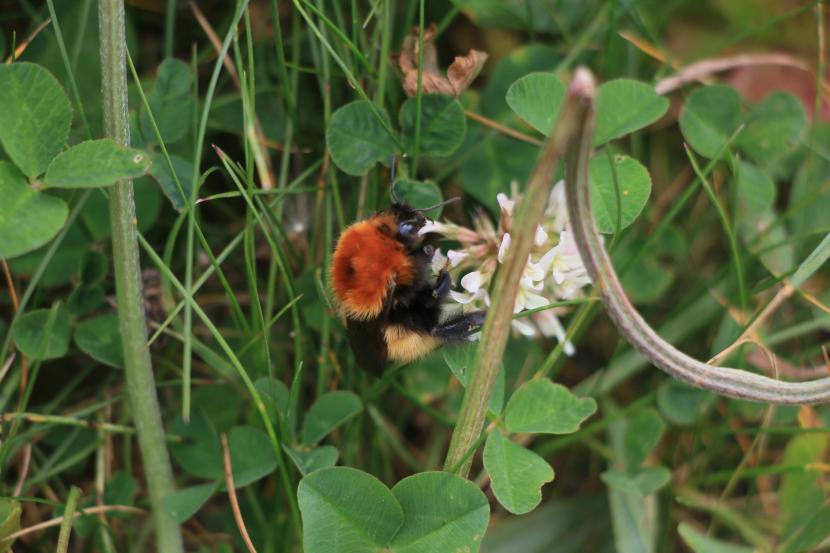 Bumblebee on clover.