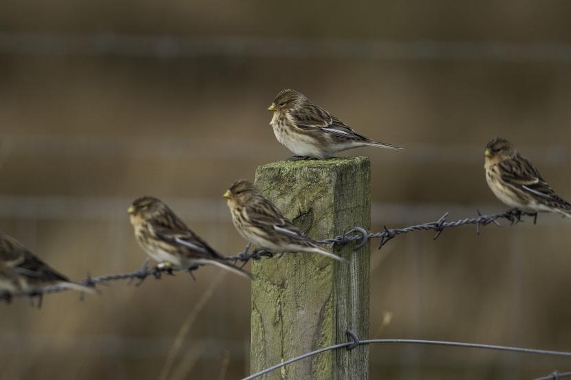 Small brown birds sitting on a fence.