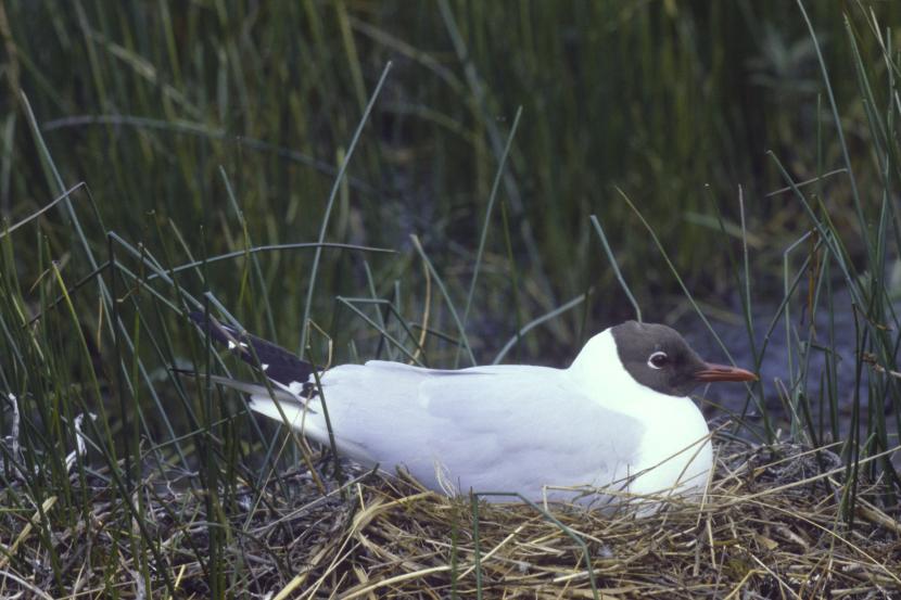 Black Headed Gull nesting in some grassland.