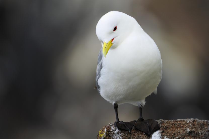 A kittiwake sitting on a rock
