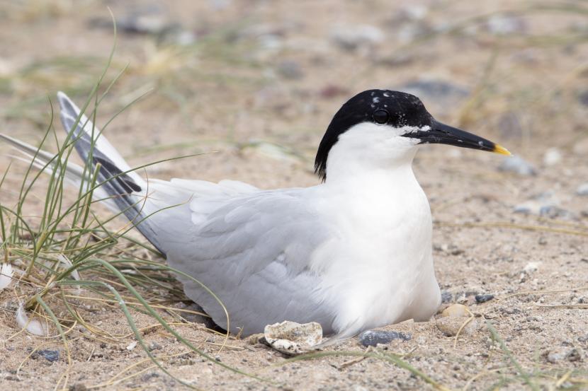 Sandwich tern nesting on the beach.
