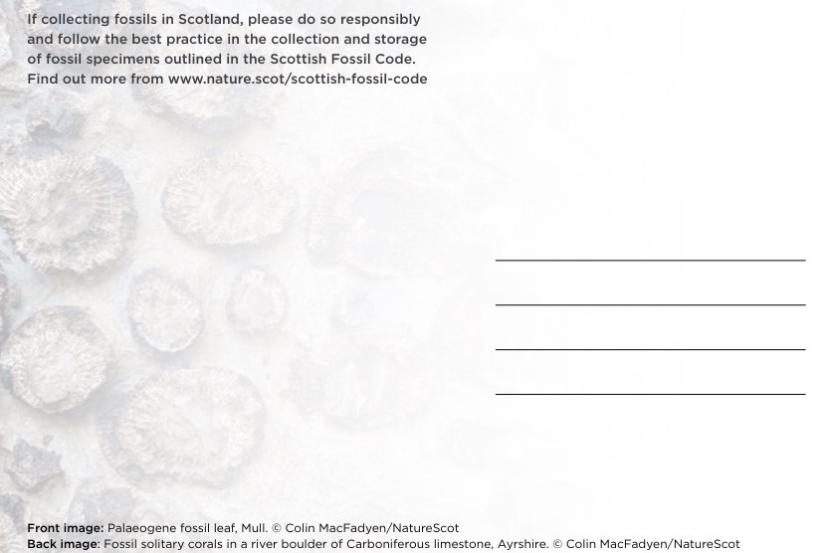 back of the postcard with image of fossil solitary corals in a river boulder of Carboniferous limestone and space for text