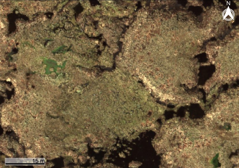 Aerial image of vegetation captured over the Lochrosque peatland restoration project
