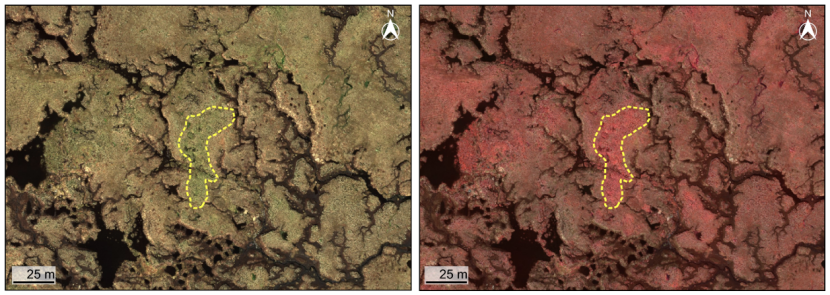 Full colour and colour-infrared image of vegetation growth for same plot