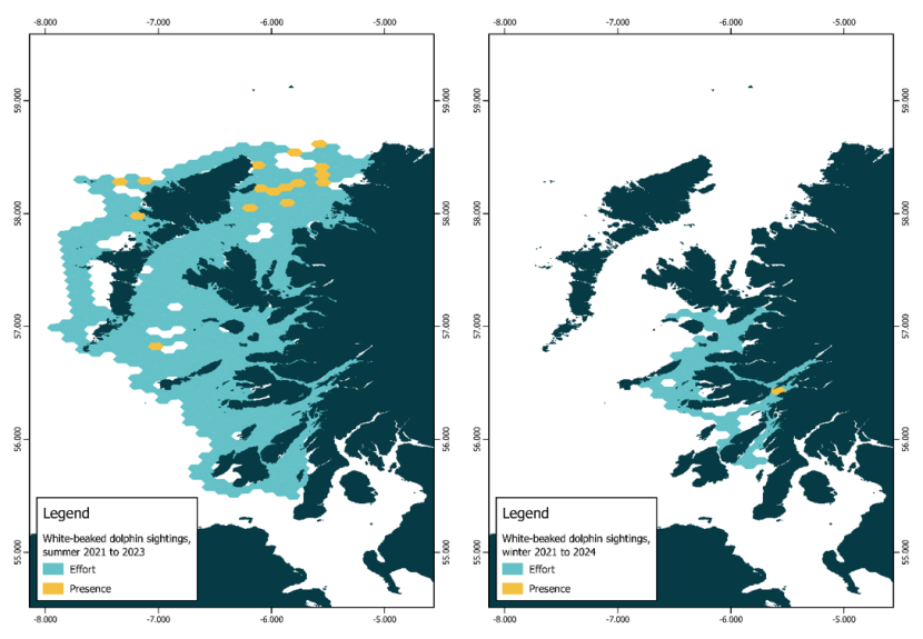 Maps of the west coast of Scotland with the presence of white-beaked dolphin (Lagenorhynchus albirostris) in all sea states presented on a 50 km2 hexagonal grid in summer 2021-2023 (left) and winter 2021-2024 (right).